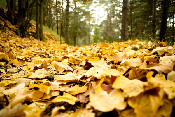 feuilles mortes en forêt