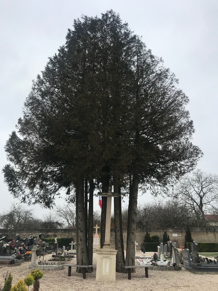 Les épicéas du cimetière