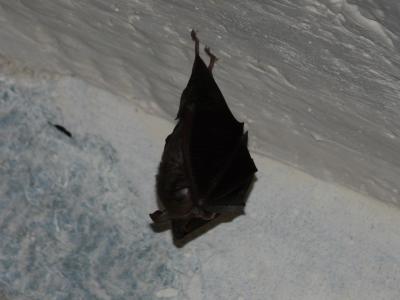 chauve souris pendue au plafond d'une grotte