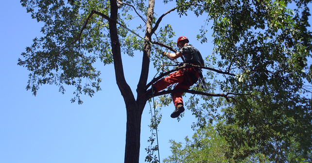 bucheron en train d'élaguer un arbre