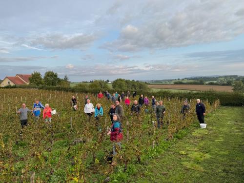 les vendangeurs dans les rangs de vigne