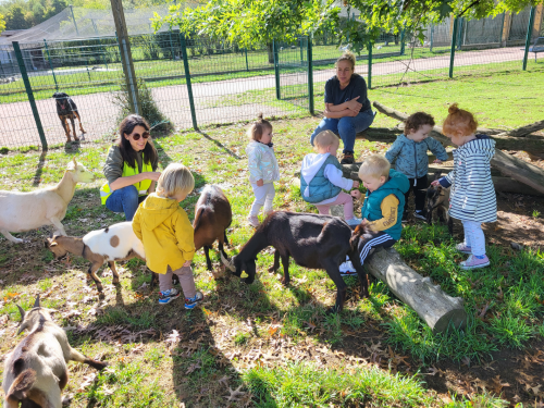 les enfants de la crèche font des calins aux chèvres de la ferme animalière au parc Maugrand à Montceau les Mines