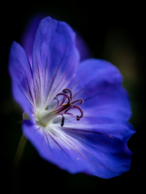 gagnant du concours Jacqueline Combier Fleur mauve sur fond noir