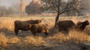 Tourbières de Montour